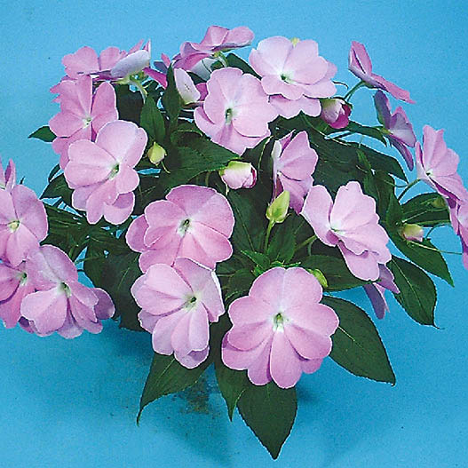 ニューギニアインパチェンス　トロピカル 