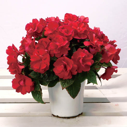 ニューギニアインパチェンス　ワイルドロマンス 