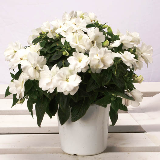 ニューギニアインパチェンス　ワイルドロマンス 