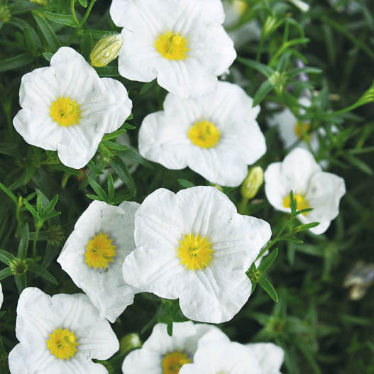 ニーレンベルギア　オーガスタ シリーズ 