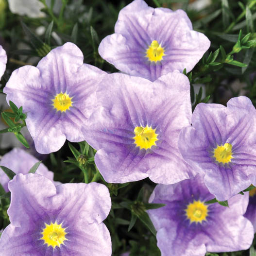 ニーレンベルギア　オーガスタ シリーズ 