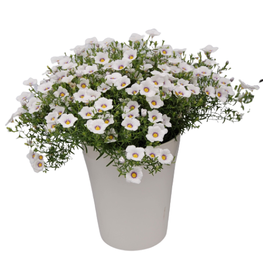 ニーレンベルギア　オーガスタ シリーズ 