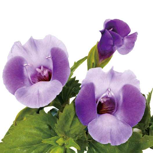 トレニア　ムーン シリーズ 