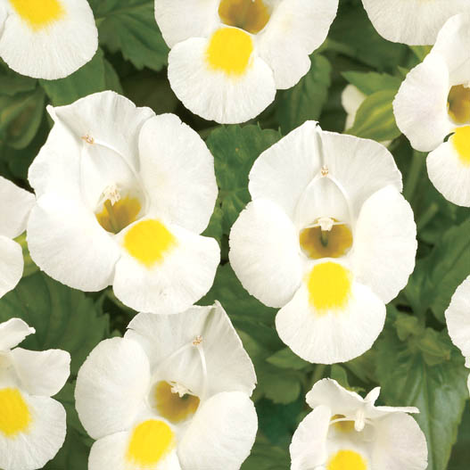 トレニア　ムーン シリーズ 