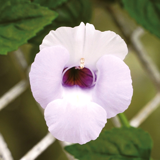 トレニア　カタリーナ シリーズ 