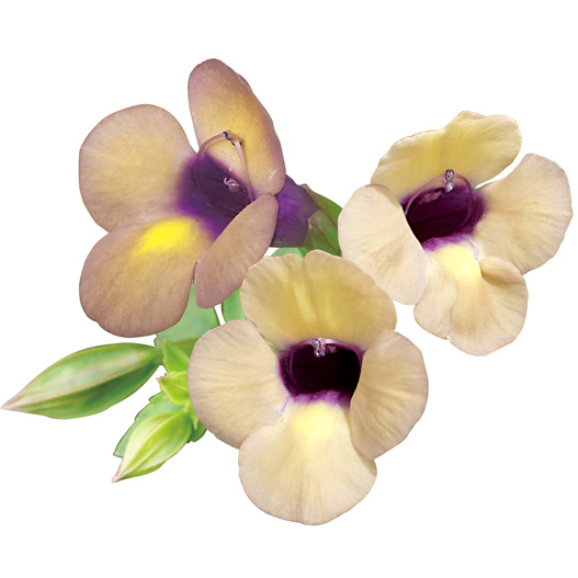 トレニア　カタリーナ シリーズ 