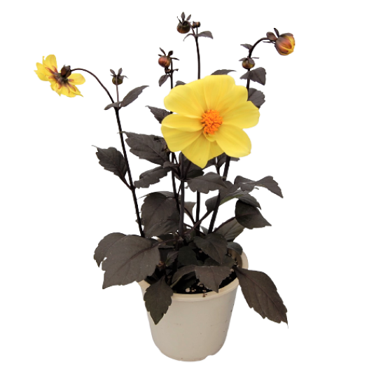 ダリア　ガーデンダリア シリーズ 