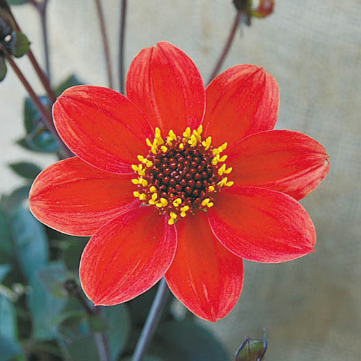 ダリア　ハミングブロンズ シリーズ 