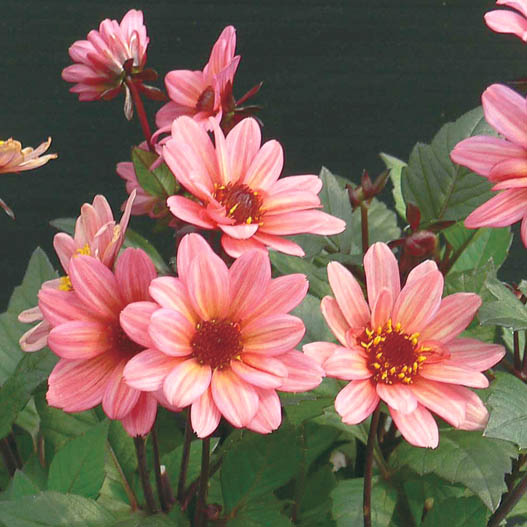 ダリア　ハミングブロンズ シリーズ 