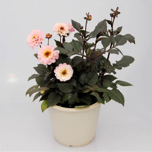 ダリア　ハミングブロンズ シリーズ 