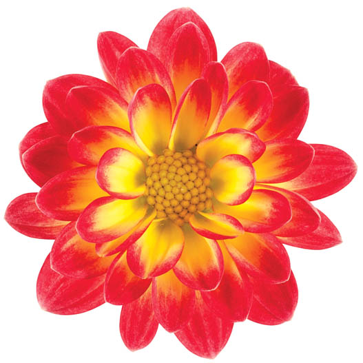 ダリア　ミニ シリーズ 