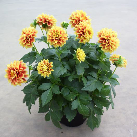 ダリア　マキシ シリーズ 