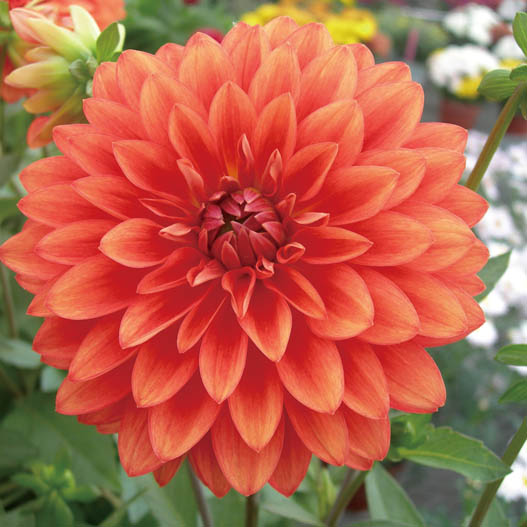 ダリア　マキシ シリーズ 