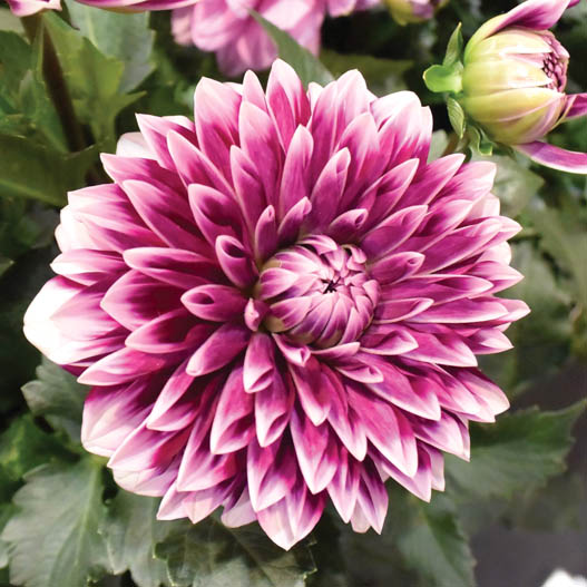 ダリア　マキシ シリーズ 