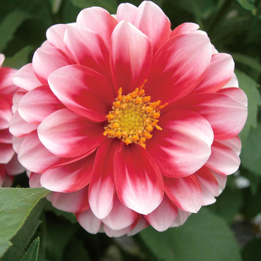 ダリア　マキシ シリーズ 