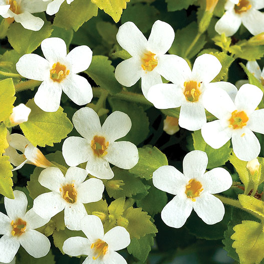 ステラ(バコパ)　スコーピア シリーズ 