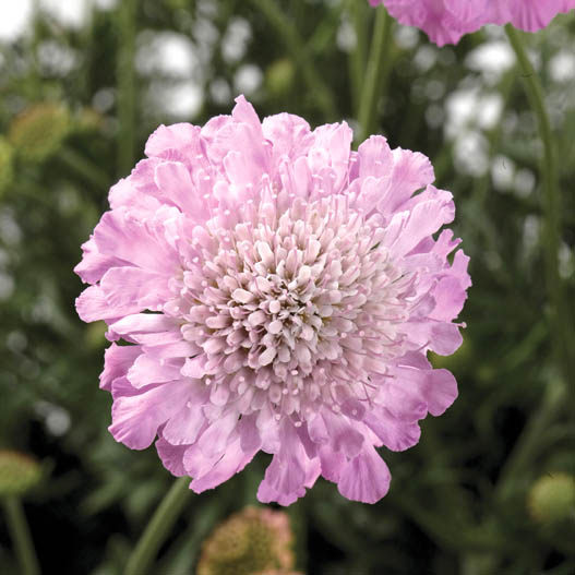 スカビオーサ　アメジスト シリーズ 