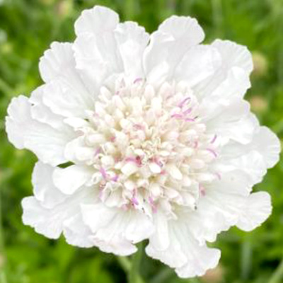 スカビオーサ　アメジスト シリーズ 