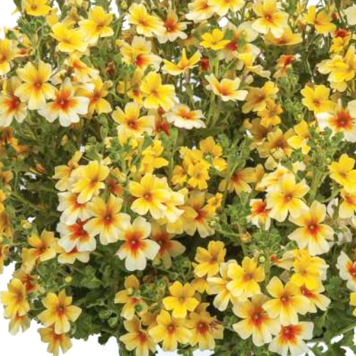 ジャメスブリテニア　スターダム シリーズ 