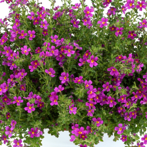 ジャメスブリテニア　スターダム シリーズ 