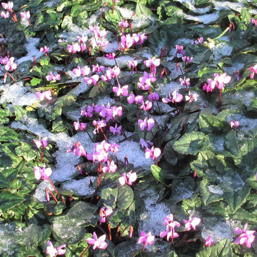 シクラメン コウム　シルバーリーフ シリーズ 