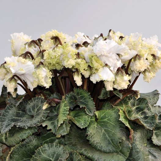 シクラメン　ドリカム シリーズ 中大輪系品種