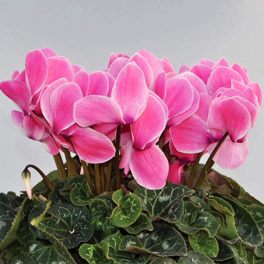 シクラメン　イッセイ シャワー シリーズ 大輪系品種