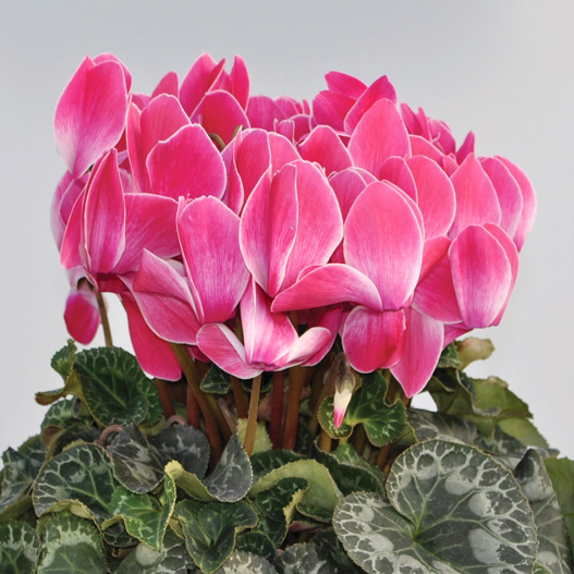 シクラメン　イッセイ シャワー シリーズ 大輪系品種