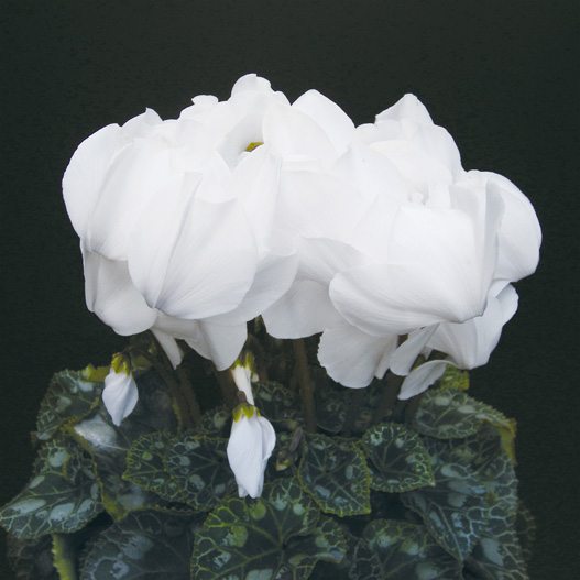 シクラメン　イッセイ パステル シリーズ 大輪系品種