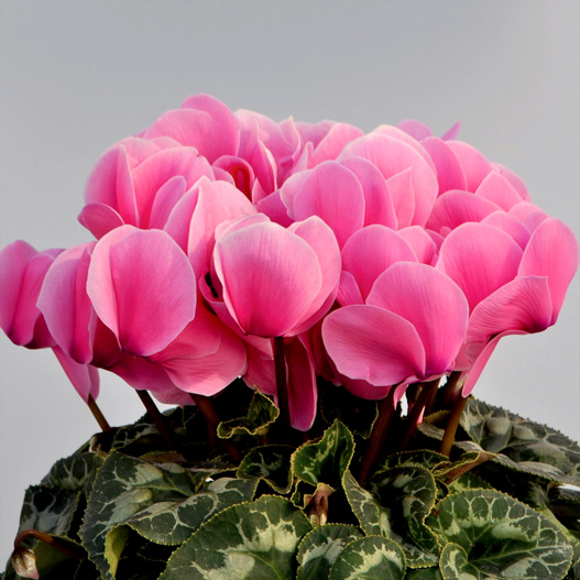 シクラメン　イッセイ パステル シリーズ 大輪系品種