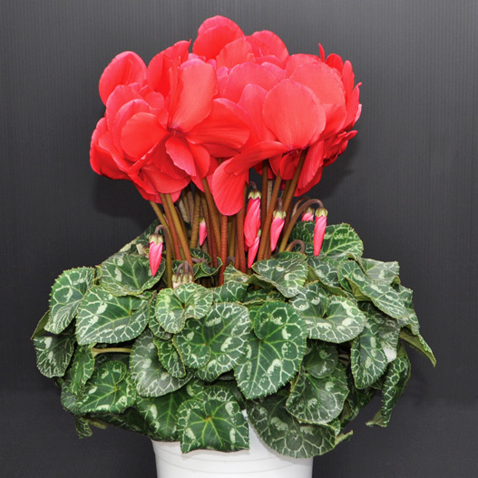 シクラメン　イッセイ パステル シリーズ 大輪系品種