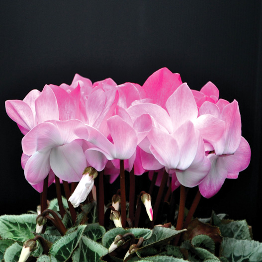 シクラメン　イッセイ パステル シリーズ 大輪系品種