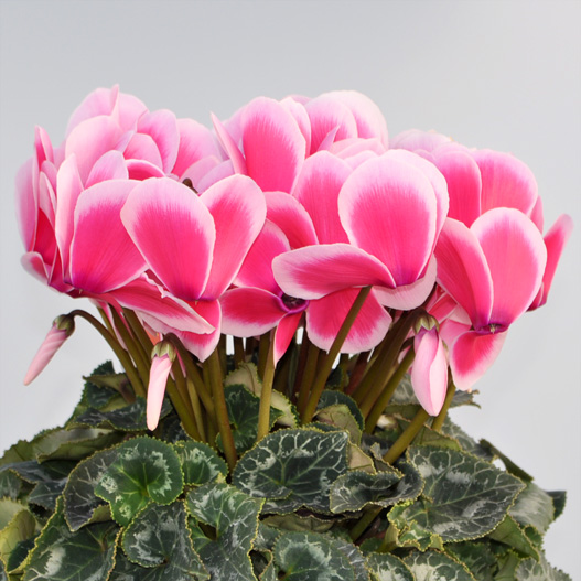 シクラメン　イッセイ リップ 大輪系品種