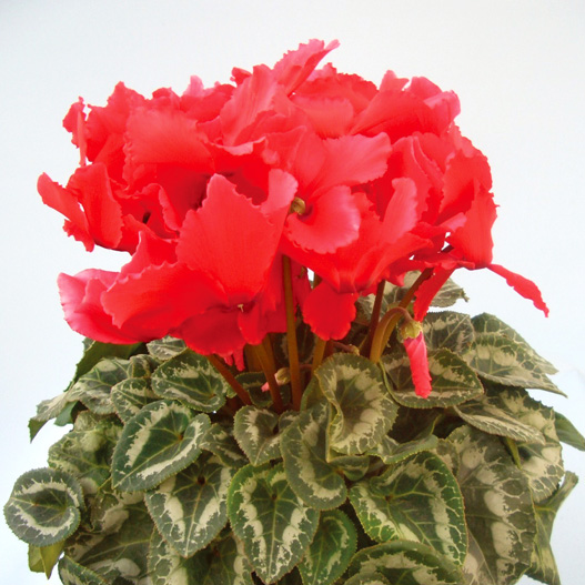 シクラメン　ハイブリッジウェーブ シリーズ 大輪系品種