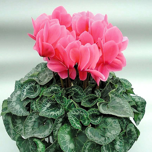 シクラメン　ハイブリッジ シリーズ 大輪系品種