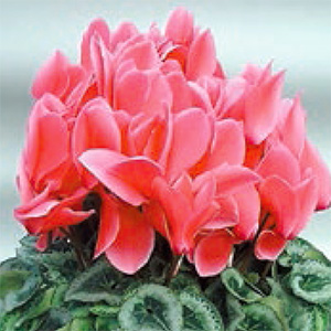 シクラメン　ハイブリッジ シリーズ 大輪系品種