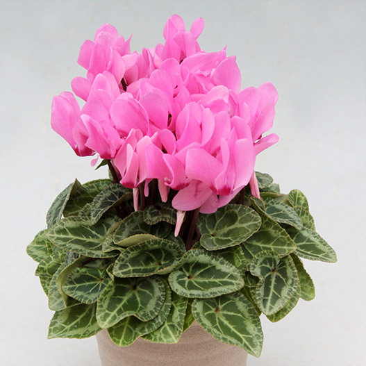 シクラメン　ステラ シリーズ ミニチュア系品種