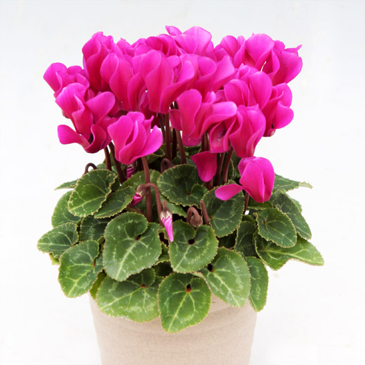 シクラメン　ステラ シリーズ ミニチュア系品種