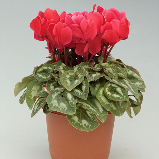 シクラメン F1　ハイライト シリーズ 中輪系品種