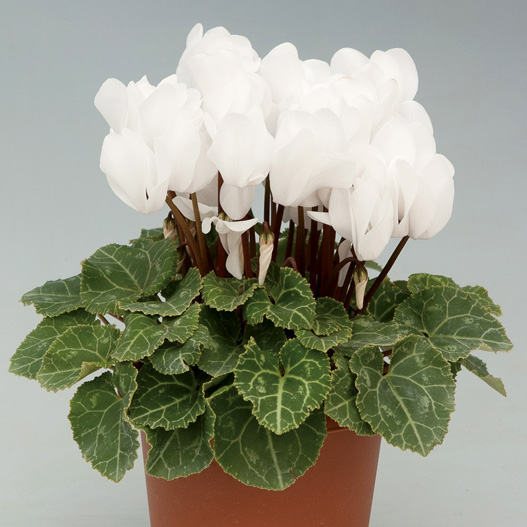 シクラメン F1　ハイライト シリーズ 中輪系品種