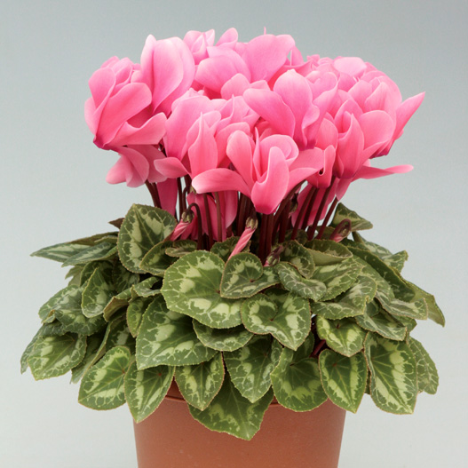 シクラメン F1　ハイライト シリーズ 中輪系品種