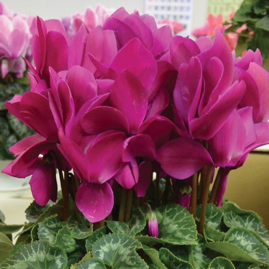 シクラメン　ハヤカワ パステル シリーズ 大輪系品種