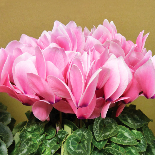 シクラメン　ハヤカワ パステル シリーズ 大輪系品種