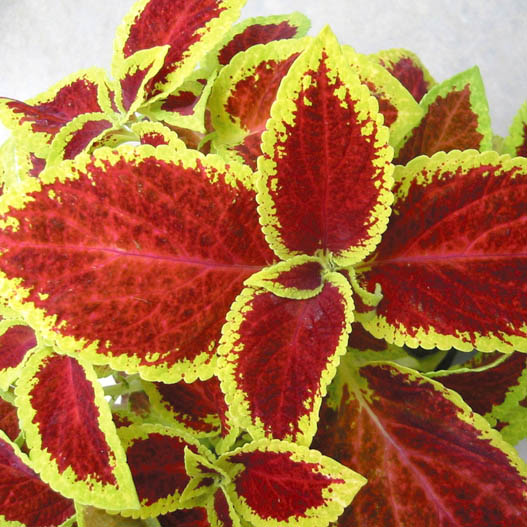 コリウス　ウィザード シリーズ 