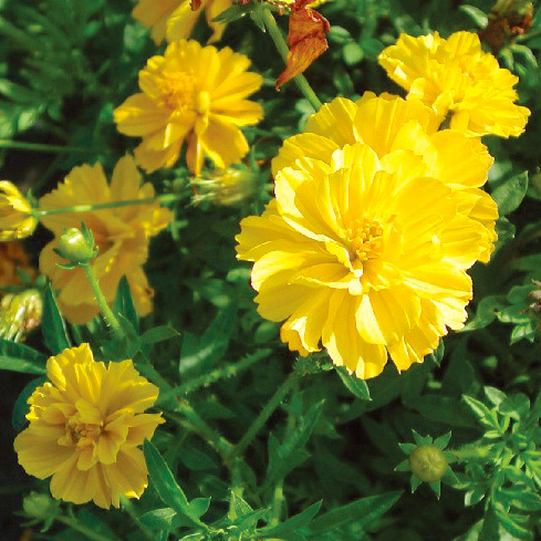 コスモス　コスミック シリーズ 黄花コスモス