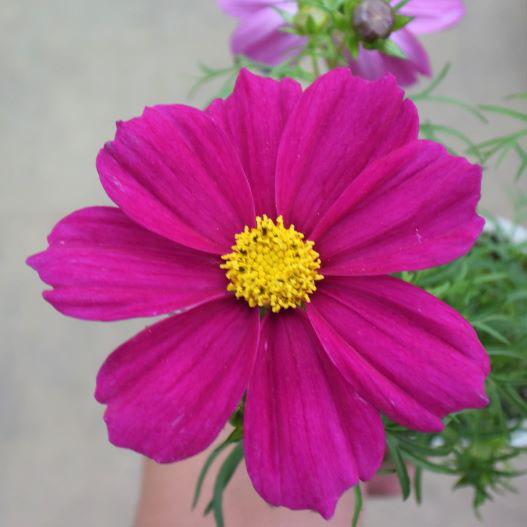 コスモス　アポロ シリーズ 