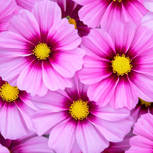 コスモス　アポロ シリーズ 