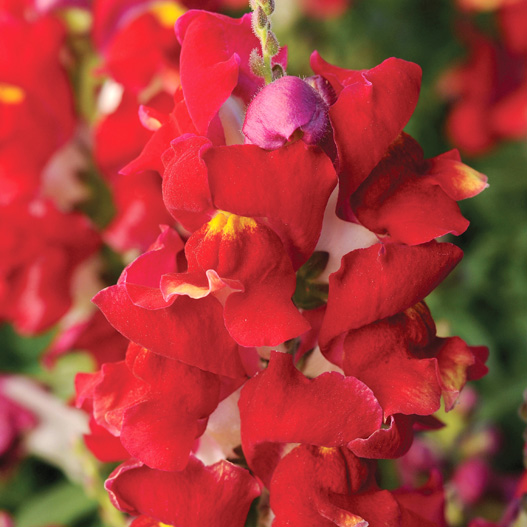 キンギョソウ F1　スナップショット シリーズ 