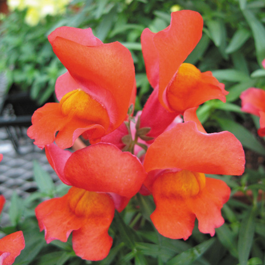 キンギョソウ F1　スナップショット シリーズ 