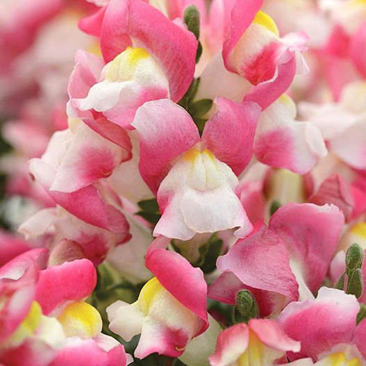 キンギョソウ F1　スナップショット シリーズ 